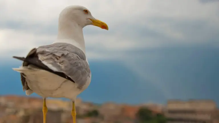 sstao-nidos-gaviota
